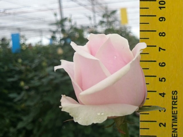 IMG_3330 copy
